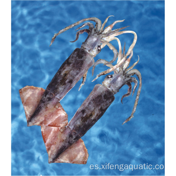 Mariscos enteros redondo de calamar de bartrami calamar congelado
